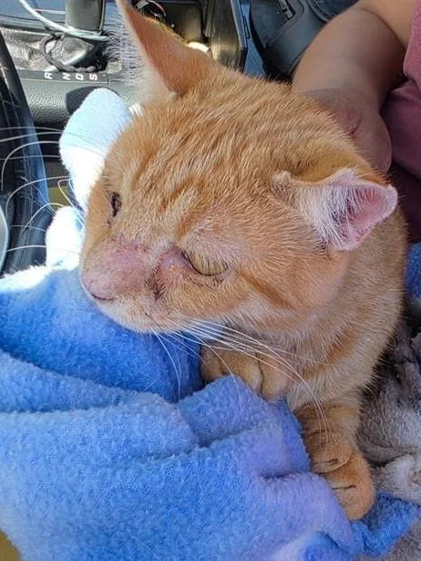 An adult small-sized male Domestic Short Hair cat named Tojo for adoption in San Antonio, TX