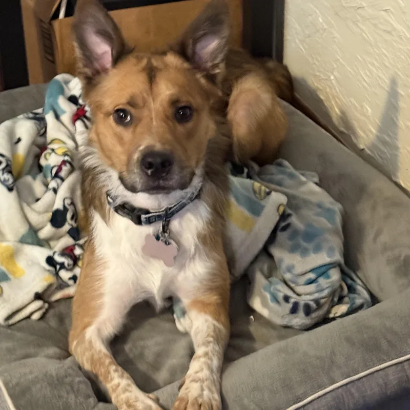 A young medium-sized male Red / Chestnut / Orange Australian Cattle Dog / Blue Heeler dog named Obi for adoption in Choctaw, OK