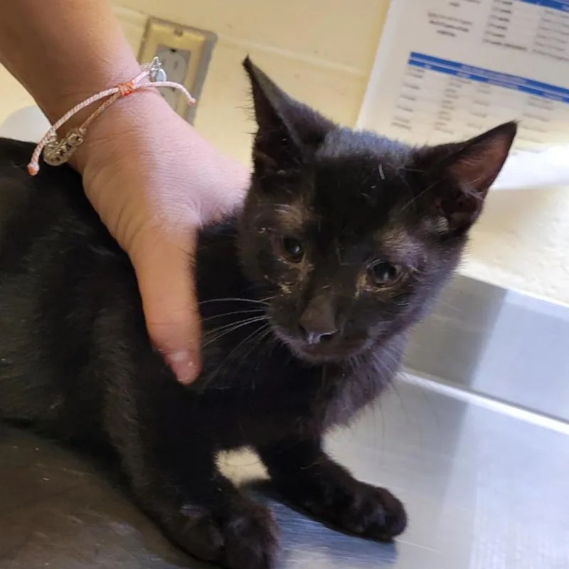 An adult extra large-sized male Black Domestic Short Hair cat named Boo for adoption in Asheville, NC