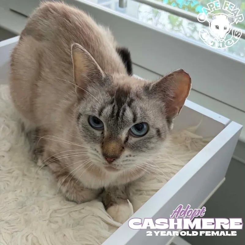 A young medium-sized female Siamese cat named Cashmere for adoption in Wilmington, NC