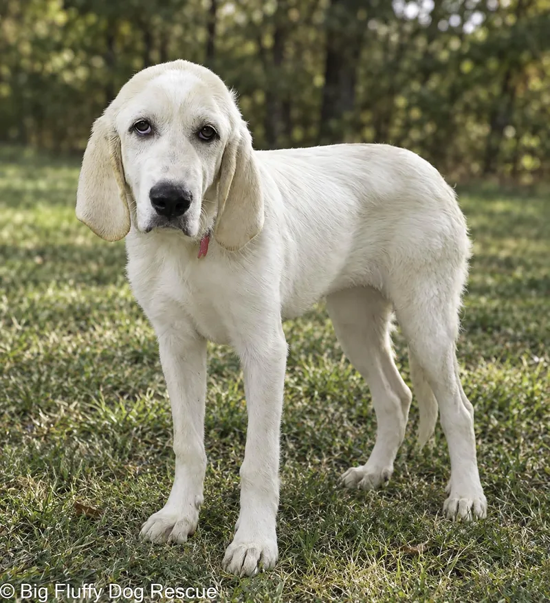 A baby large-sized female Great Pyrenees dog named Tess for adoption in Nashville, TN