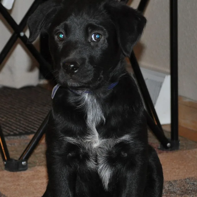 Bella