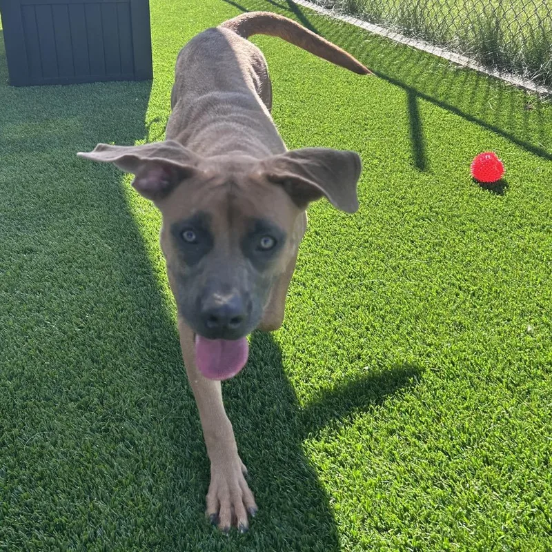 A young medium-sized female Mixed Breed dog named Nola for adoption in Binghamton, NY