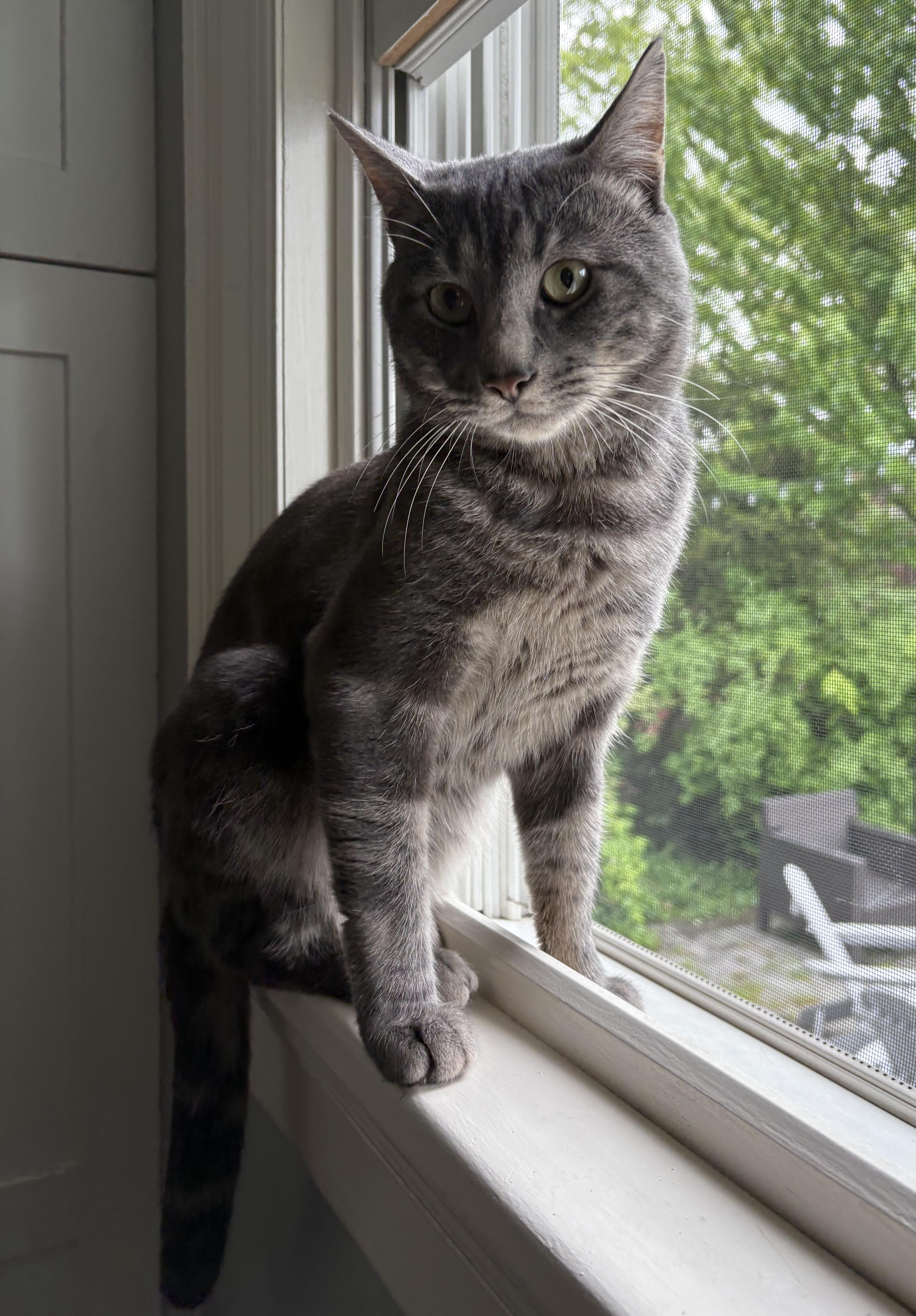 A young medium-sized male Gray / Blue / Silver Domestic Short Hair cat named Oscar for adoption in Berkeley Heights, NJ