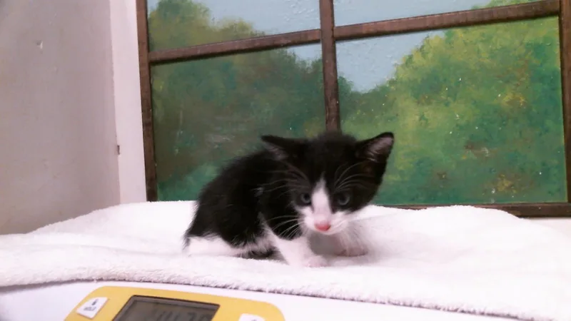 A baby small-sized male Domestic Short Hair cat named Jelly for adoption in Houston, TX