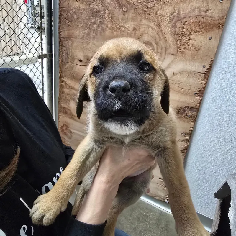 A baby medium-sized female Brown / Chocolate Mixed Breed dog named Penny for adoption in Fort Bragg, CA