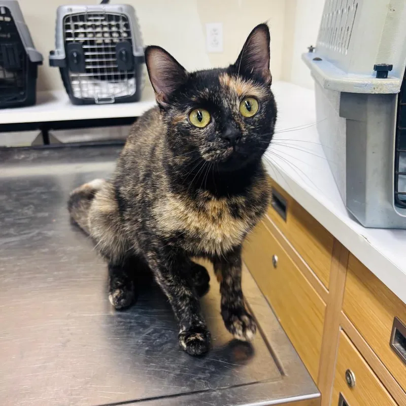 An adult medium-sized female Black Domestic Short Hair cat named Vivain Harmon for adoption in Woodbury, NJ