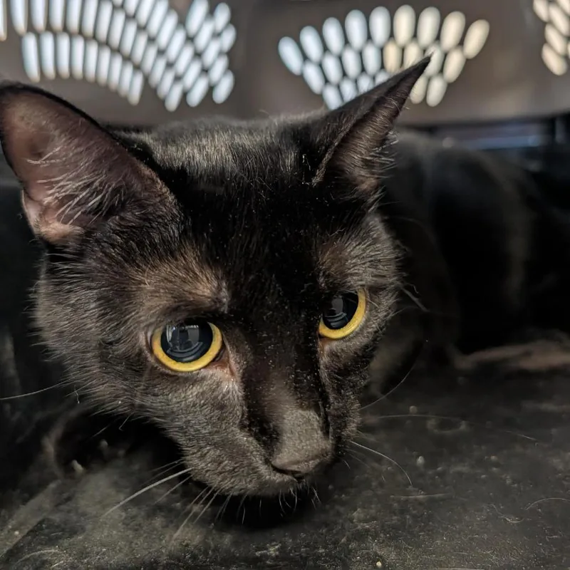 An adult extra large-sized female Black Domestic Short Hair cat named Jinx for adoption in Clearwater, FL
