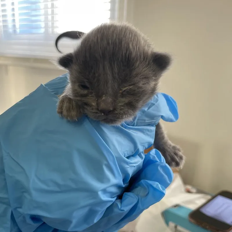 Ee [seafoam Collar] thumbnail 2