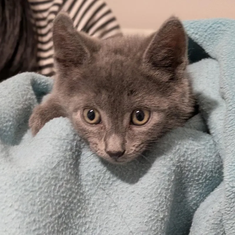 Ee [seafoam Collar] thumbnail 3