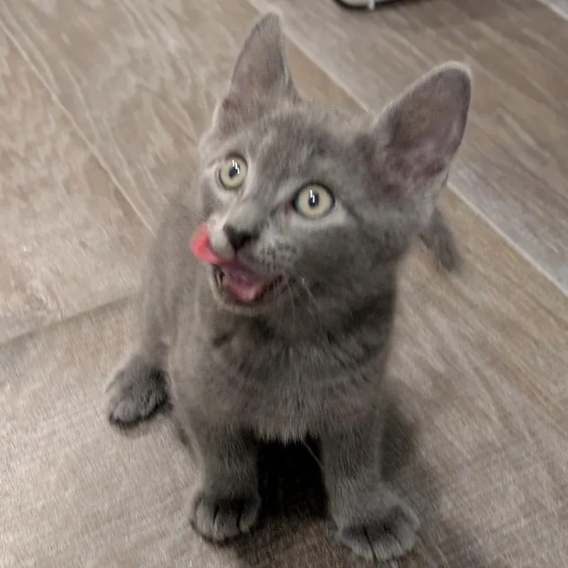 Ee [seafoam Collar] thumbnail 4