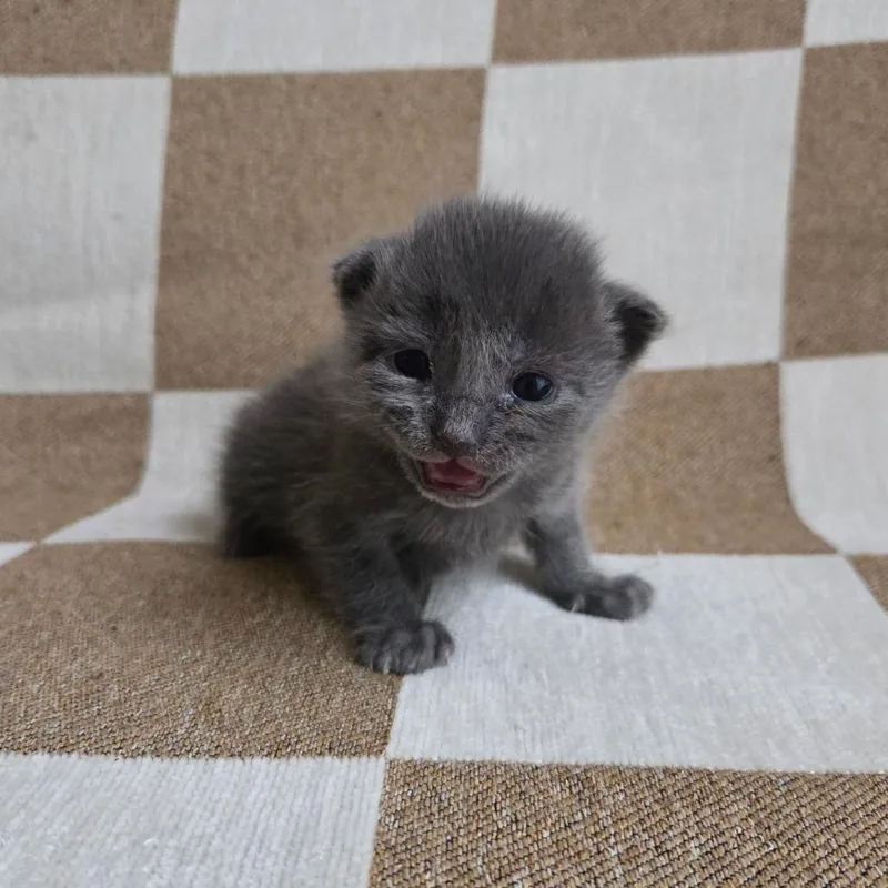 Ee [seafoam Collar] thumbnail 5