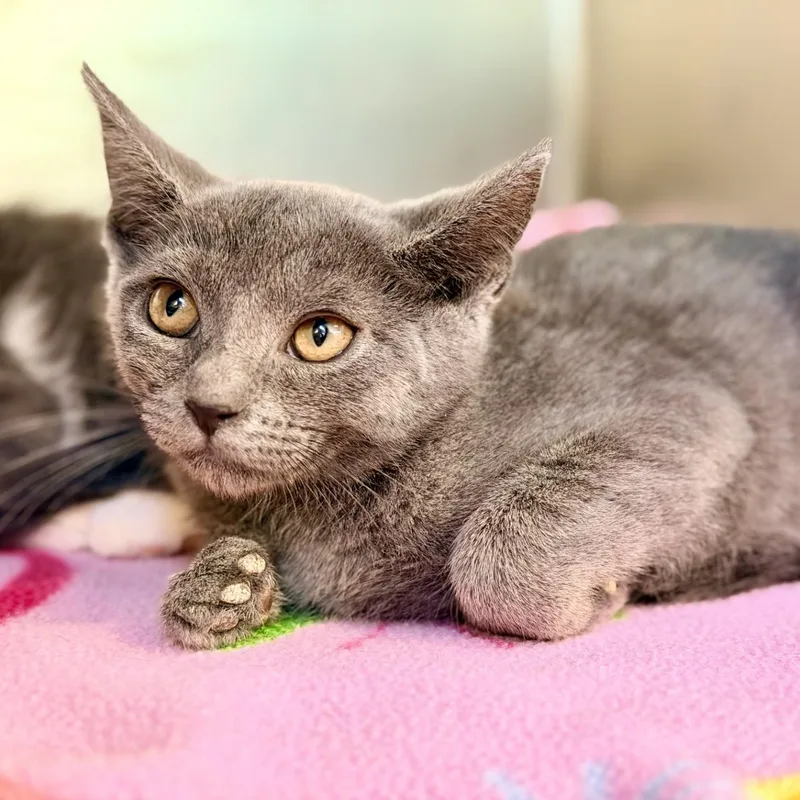 A baby medium-sized female Gray / Blue / Silver Domestic Short Hair cat named Pea for adoption in Jackson, NJ