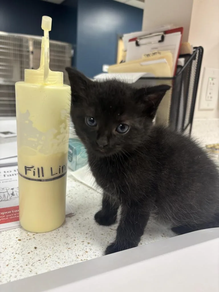 A baby small-sized male Domestic Short Hair cat named Fun Bobby for adoption in Greenfield, IN