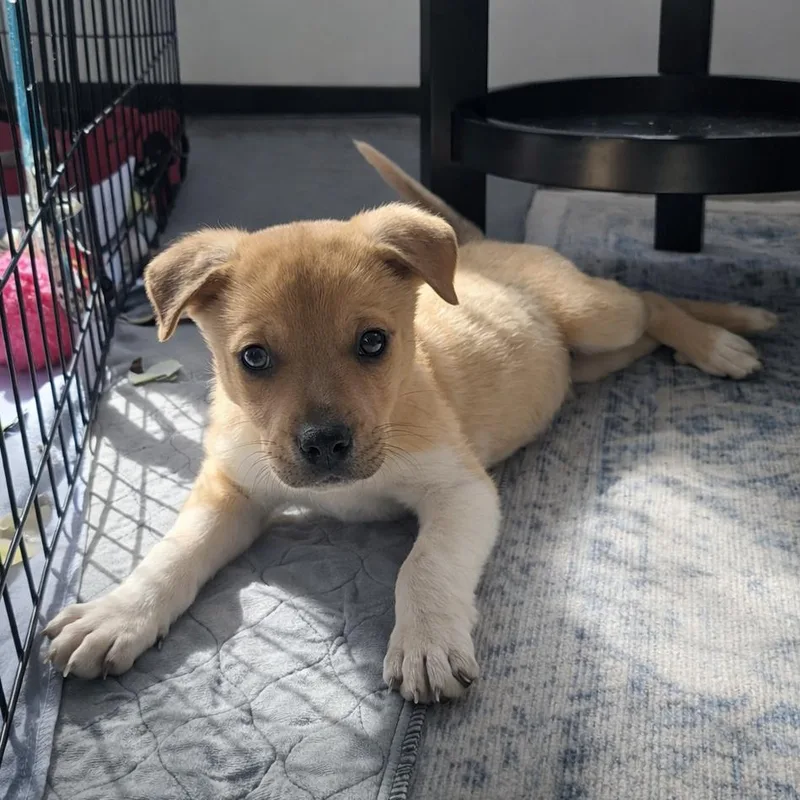 Smeargle thumbnail 2