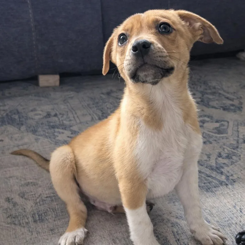 Smeargle thumbnail 3