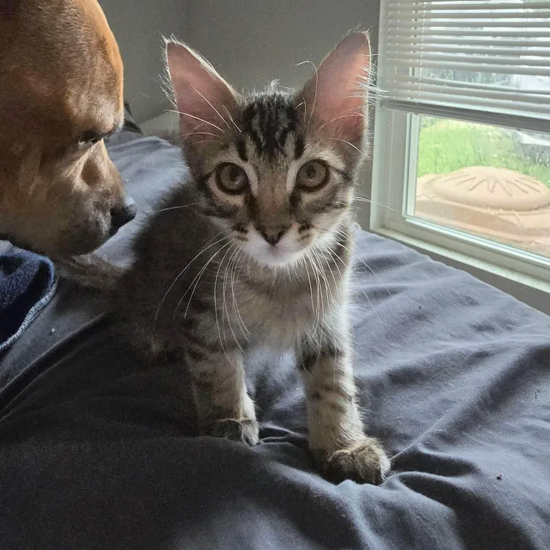 A baby small-sized male Tabby (Brown / Chocolate) Domestic Medium Hair cat named Timothy for adoption in Sedalia, MO