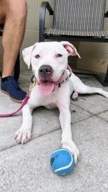 An adult medium-sized female White / Cream Mixed Breed dog named Pie Baby for adoption in Cincinnati, OH