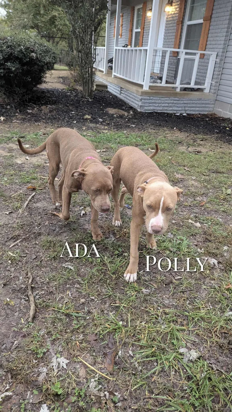 Ada