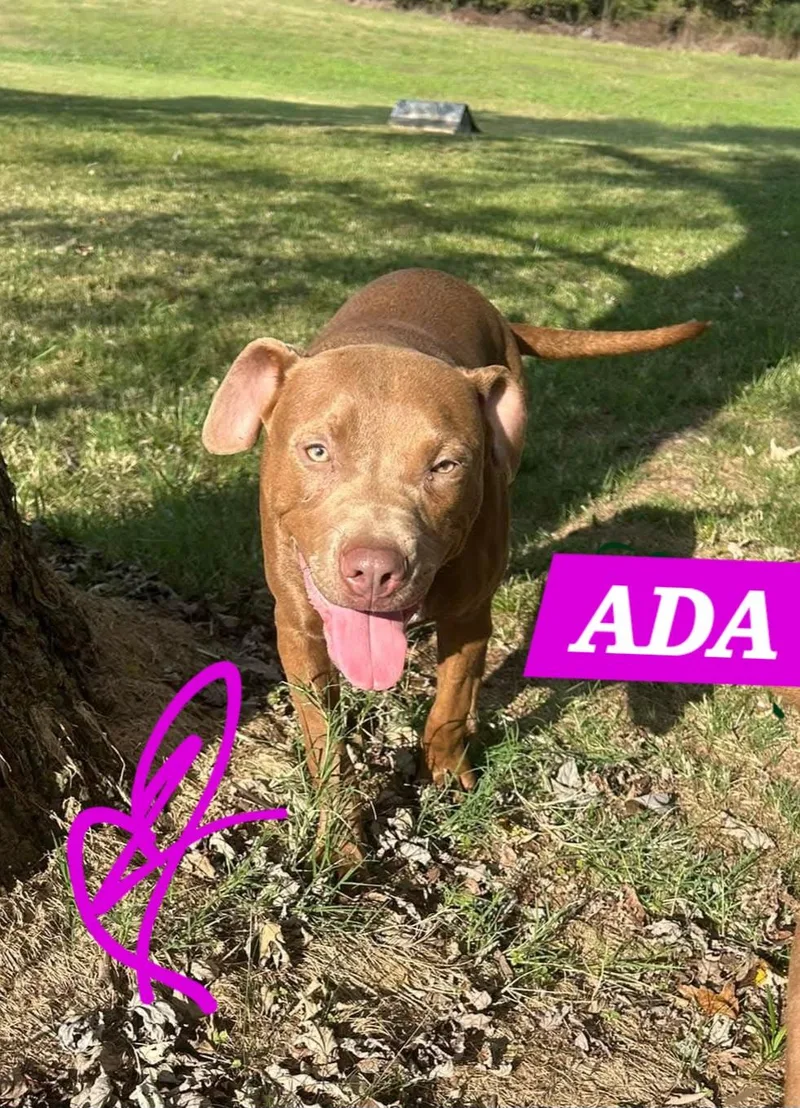 Ada thumbnail 5