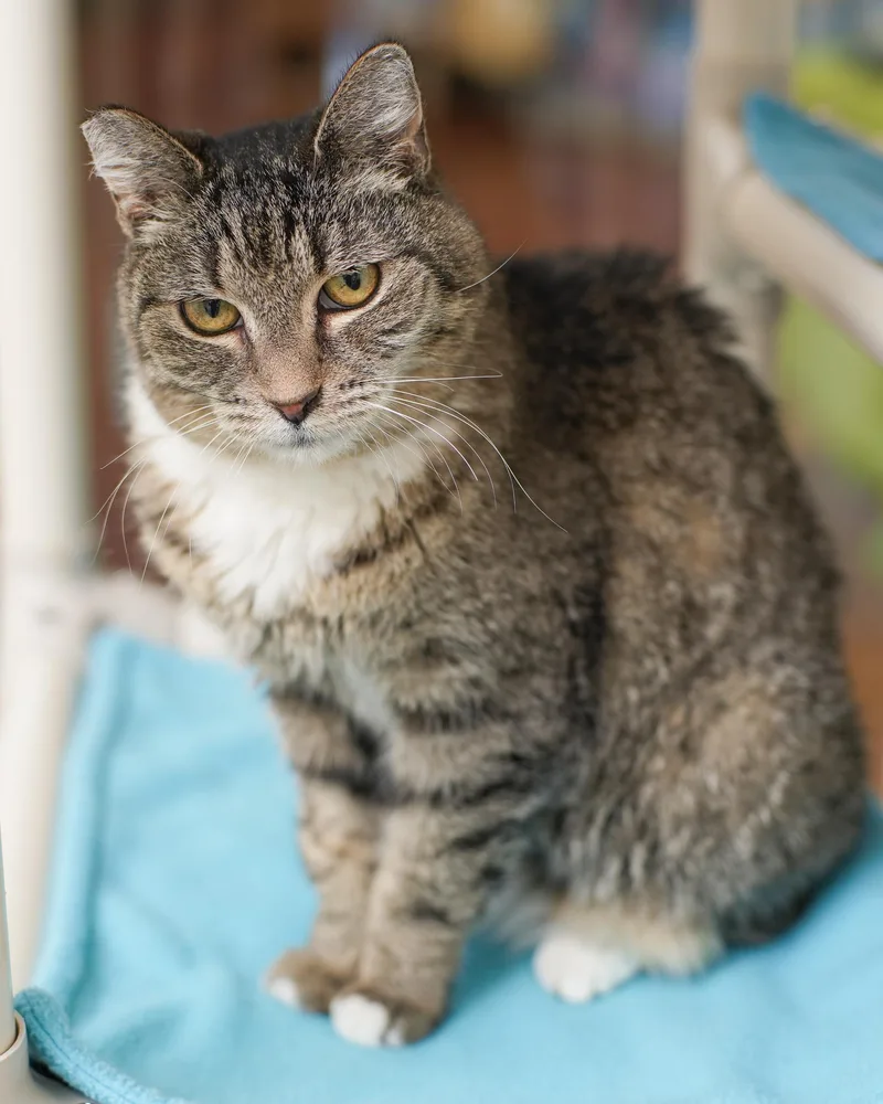A senior medium-sized female Tabby (Brown / Chocolate) Domestic Short Hair cat named Hope for adoption in Boise, ID
