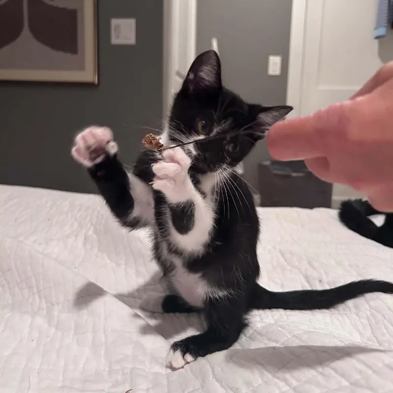 Oreo . thumbnail 2