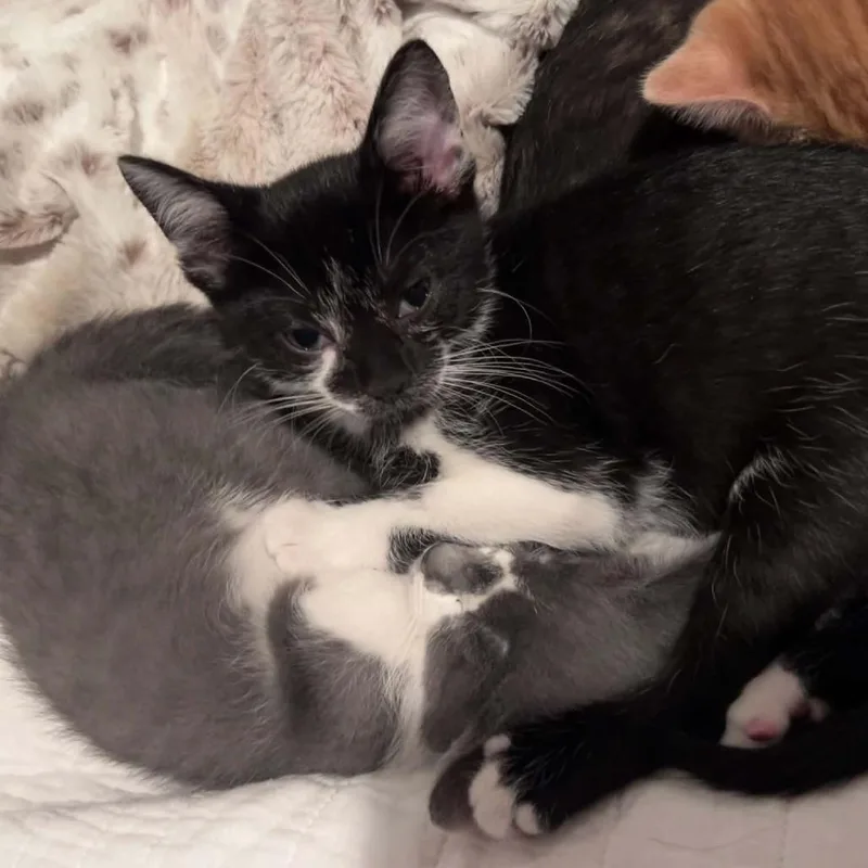 Oreo . thumbnail 3