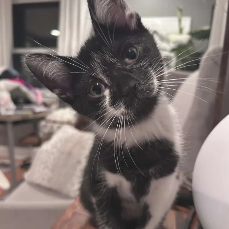 Oreo . thumbnail 4