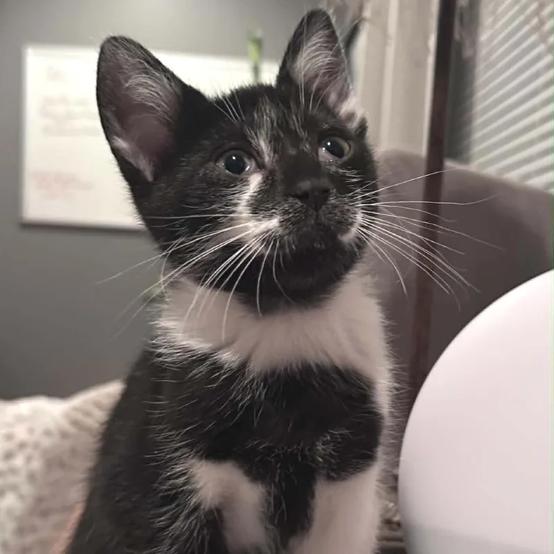 Oreo . thumbnail 5