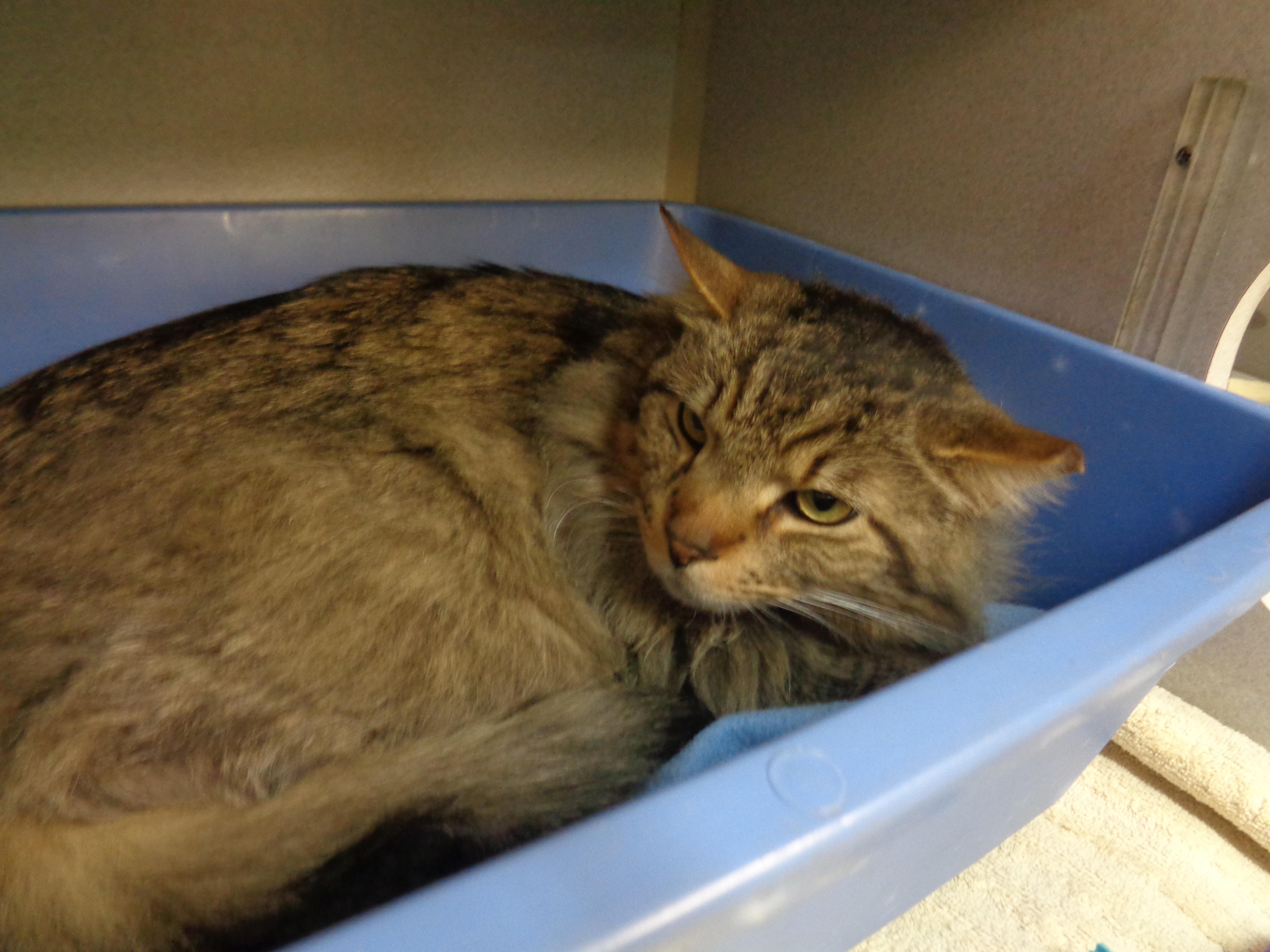 Reginald thumbnail 2