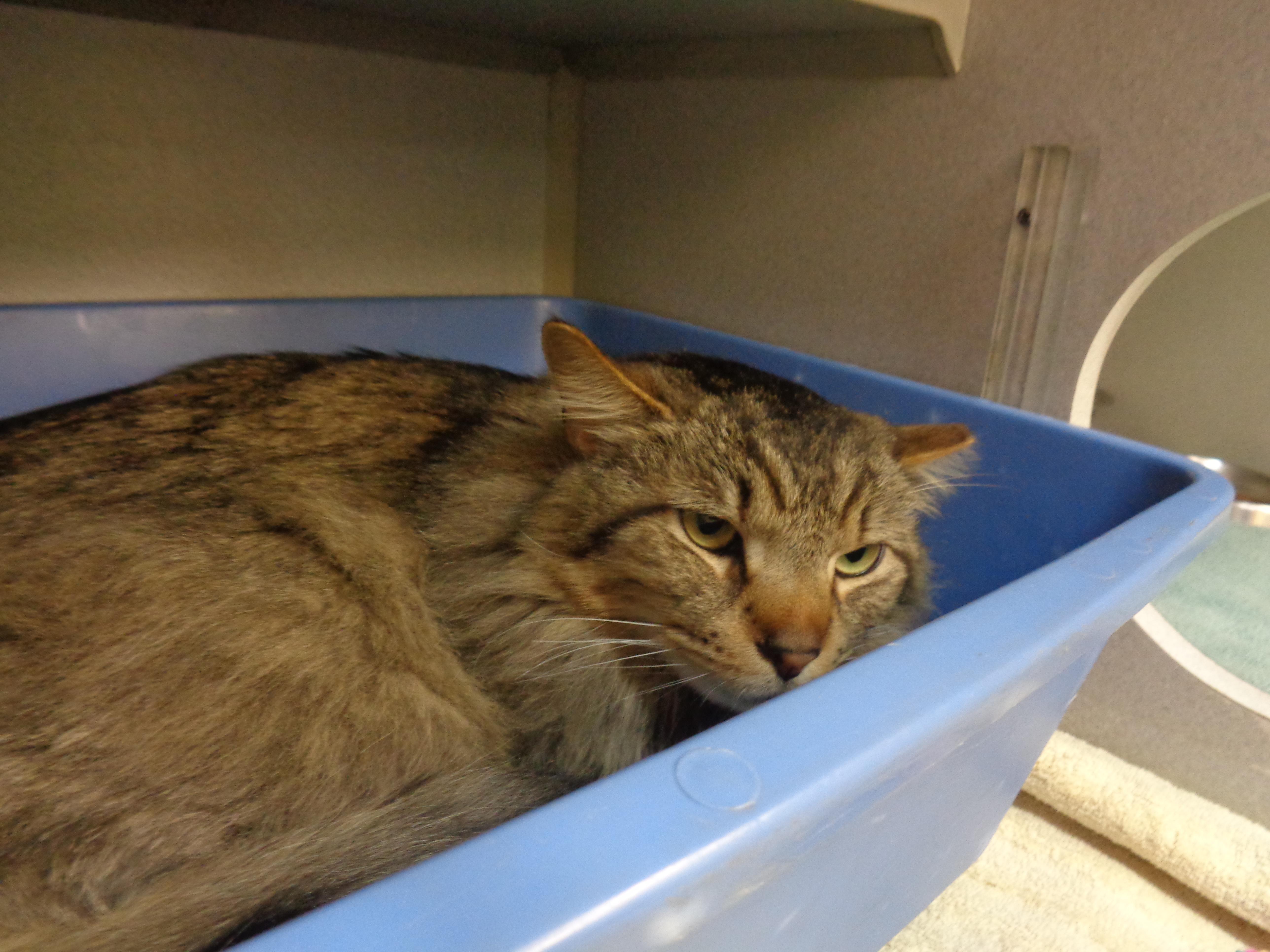 Reginald thumbnail 3