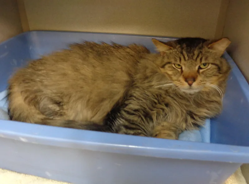 Reginald thumbnail 4