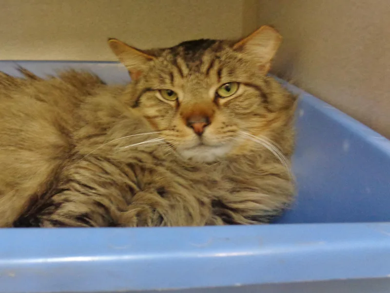 Reginald thumbnail 5