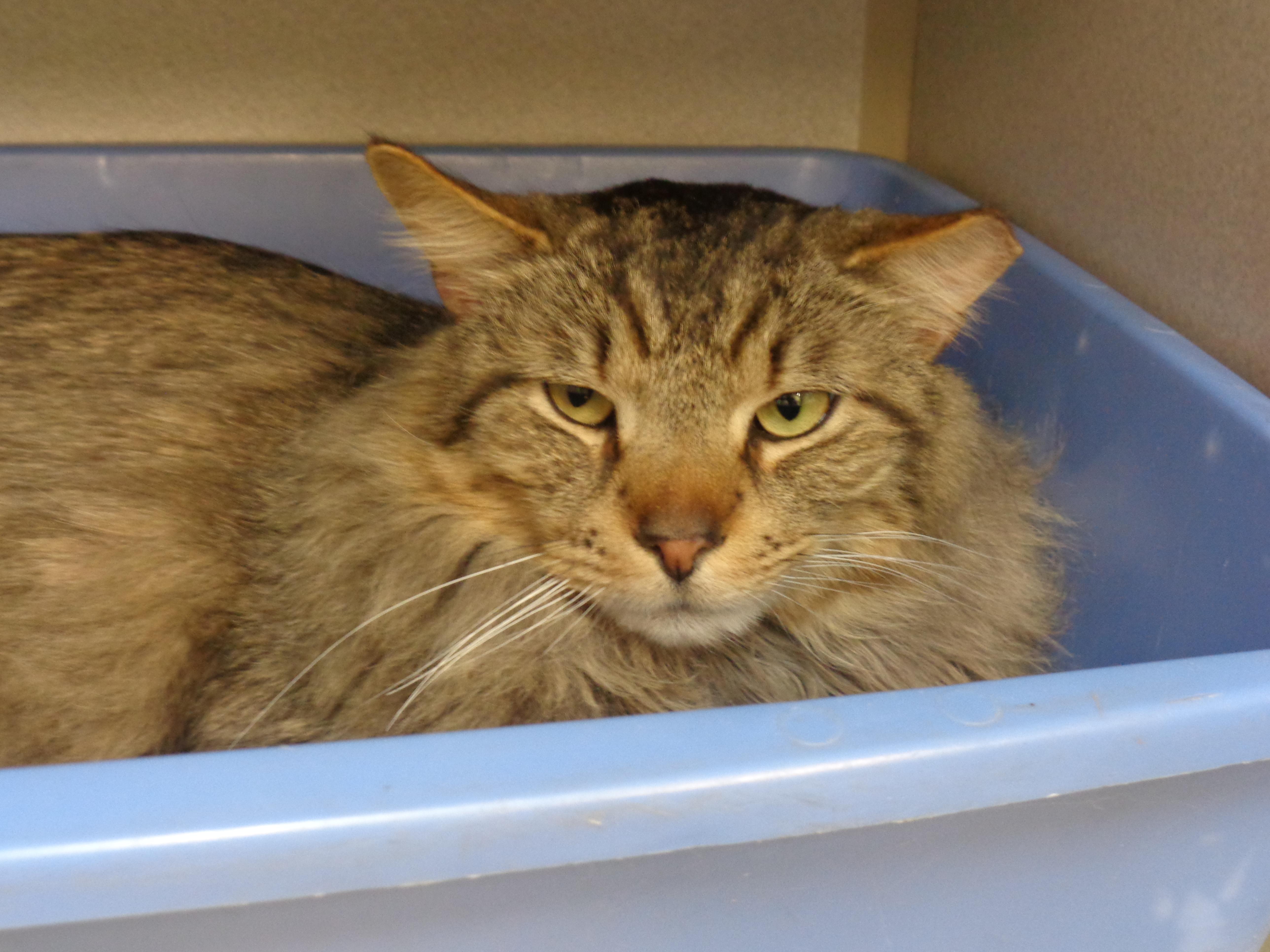 Reginald thumbnail 6