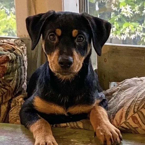 A baby medium-sized female Bicolor Shepherd dog named Rivvie for adoption in San Diego, CA