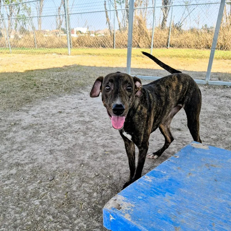 A young medium-sized female Brown / Chocolate Mixed Breed dog named Aurelia for adoption in Edinburg, TX