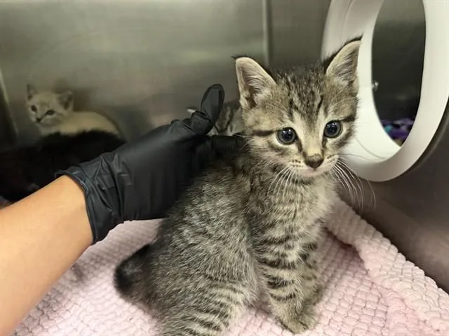 A baby small-sized male Domestic Short Hair cat named Creek for adoption in Antioch, CA