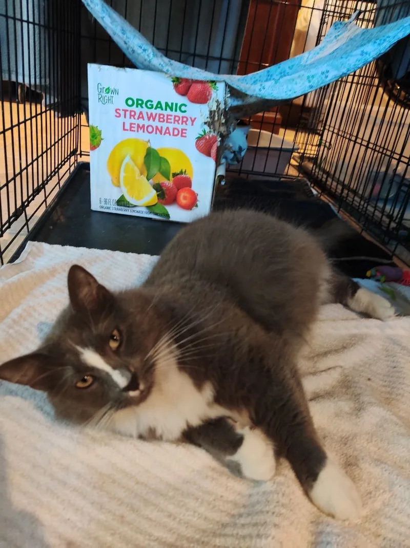 A young medium-sized male Gray & White Domestic Long Hair cat named Mr fluffy and Princess for adoption in Kansas City, MO