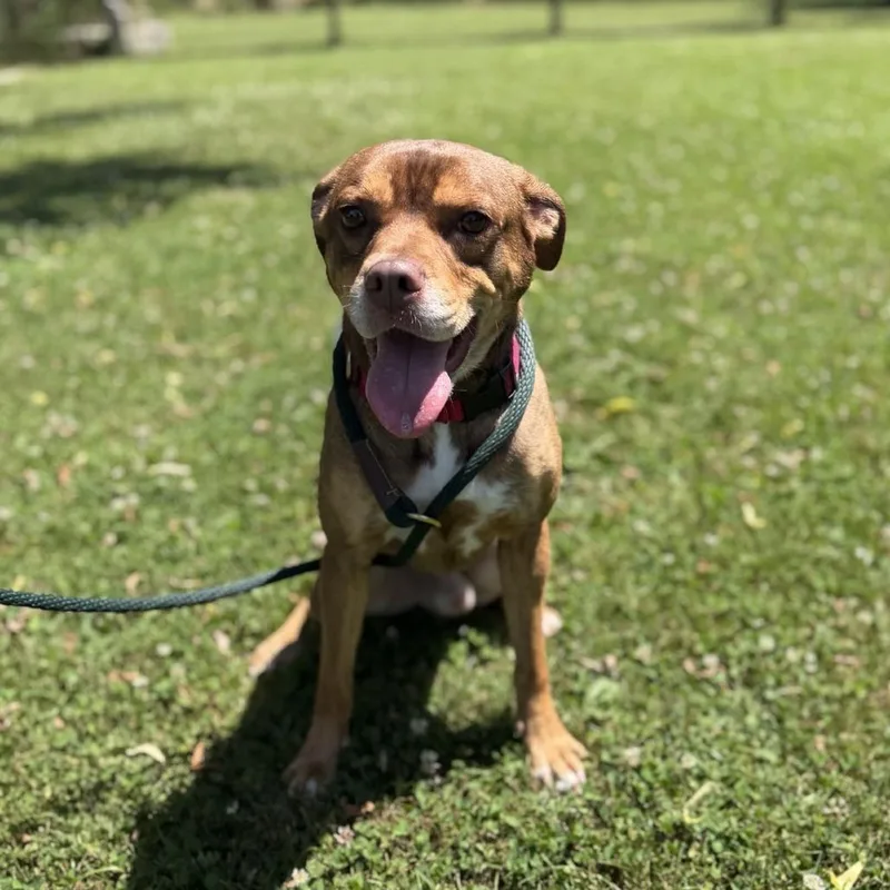 An adult medium-sized male Mixed Breed dog named Scruffy for adoption in Ashtabula, OH