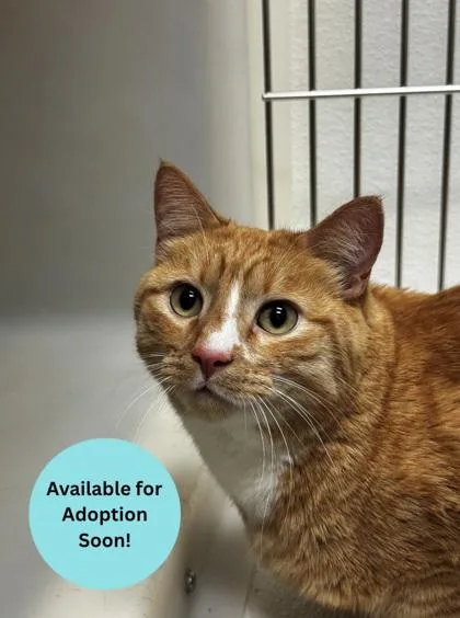 An adult large-sized male Domestic Short Hair cat named Ceasar for adoption in Kalispell, MT