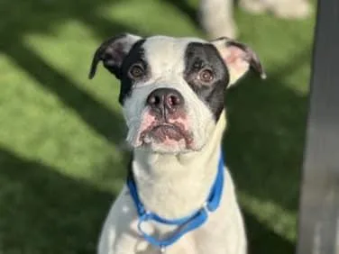 Rocky Aka Giddy Up thumbnail 2