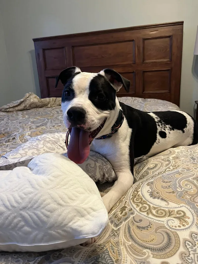 Rocky Aka Giddy Up thumbnail 3