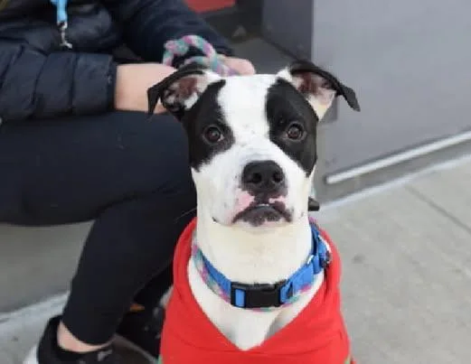 Rocky Aka Giddy Up thumbnail 4