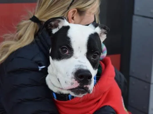 Rocky Aka Giddy Up thumbnail 5