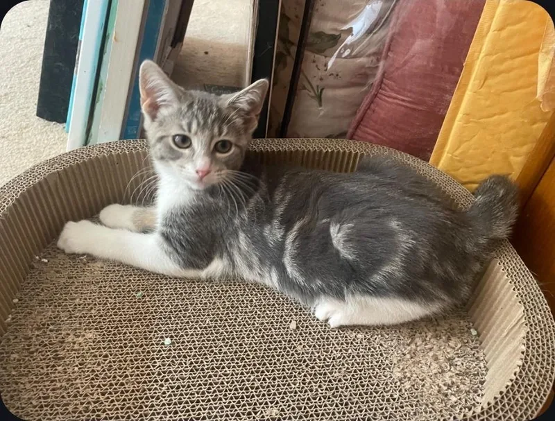 A young small-sized female Domestic Short Hair cat named Twix for adoption in Canton, CT