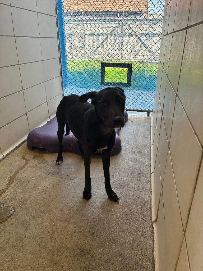 An adult medium-sized female Mixed Breed dog named Heidi for adoption in Bossier City, LA