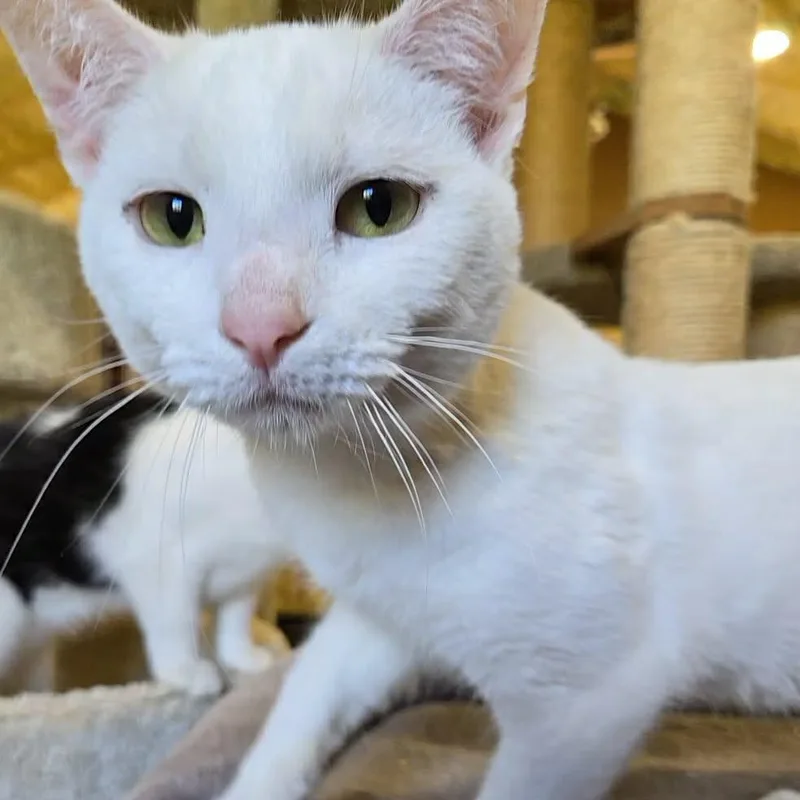 Casper
