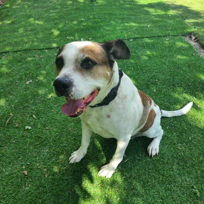 A senior large-sized male White / Cream Mixed Breed dog named Zander for adoption in Davenport, IA