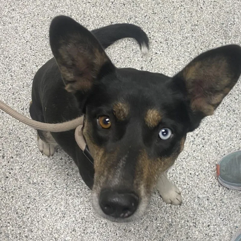 An adult medium-sized female Catahoula Leopard Dog dog named Nini for adoption in Reno, NV
