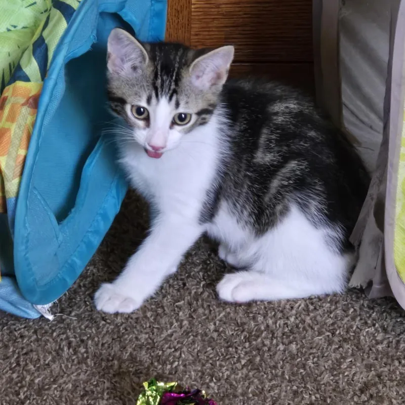 A baby small-sized male Brown / Chocolate Domestic Short Hair cat named Titan for adoption in Long Beach, CA